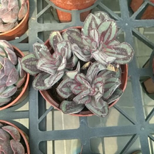 昆明多肉植物红司