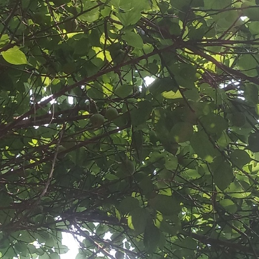 连南县 青梅