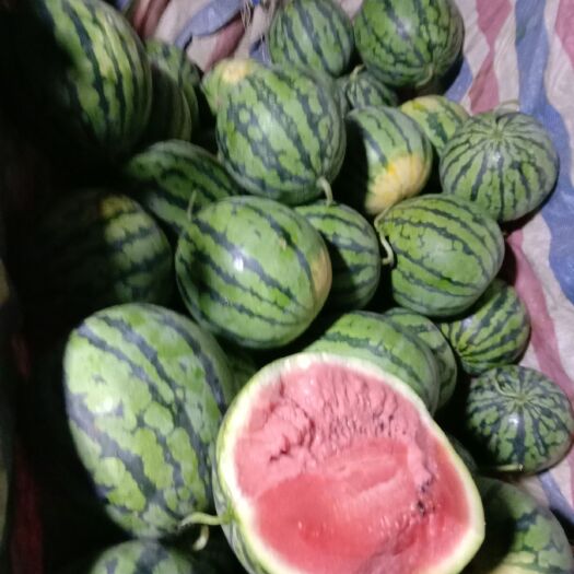 南宁 广西西瓜大量上市，皮毛口感好，熟度七成以上
