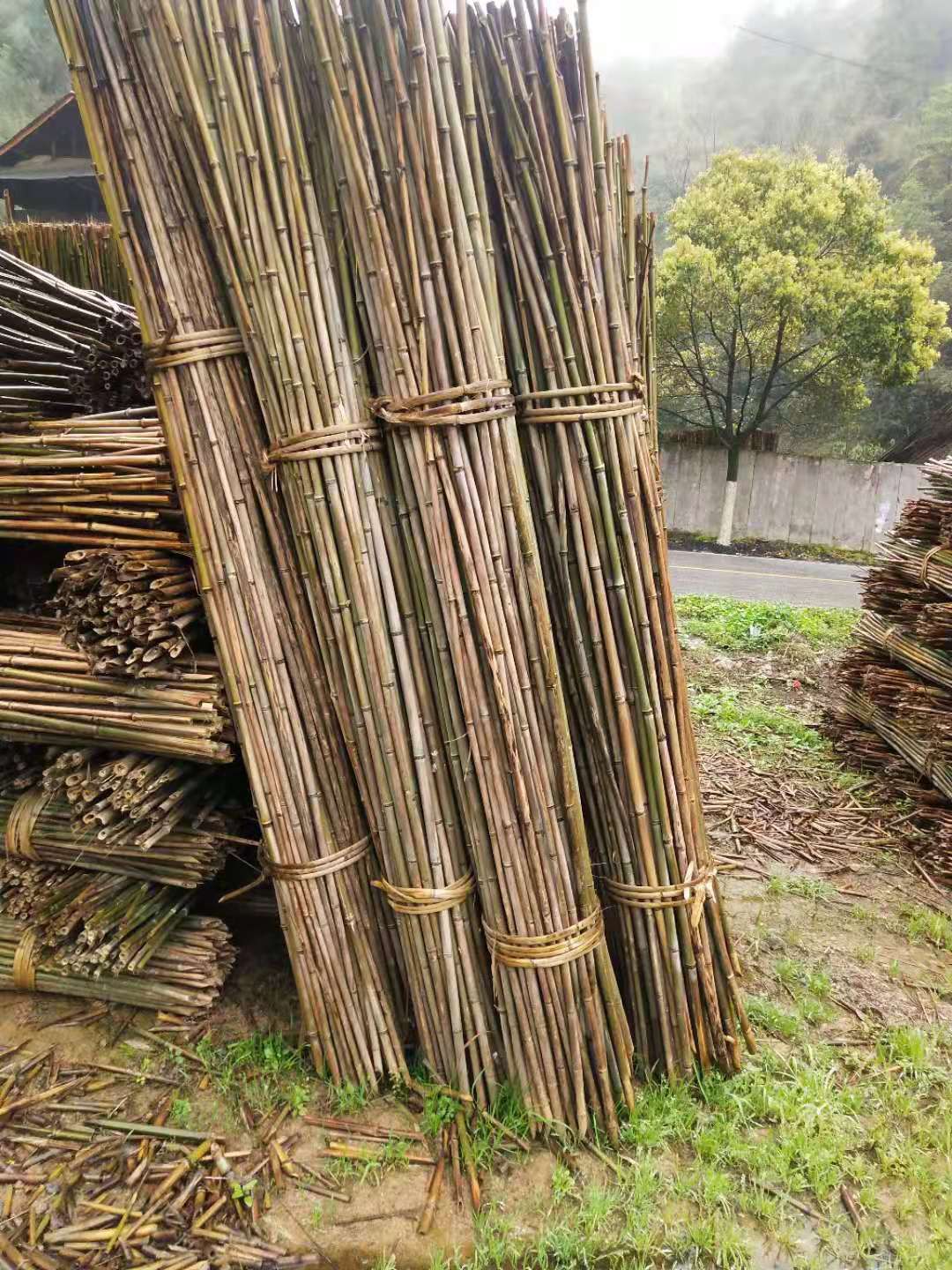 菜架竹 2.3米至2.5米竹子