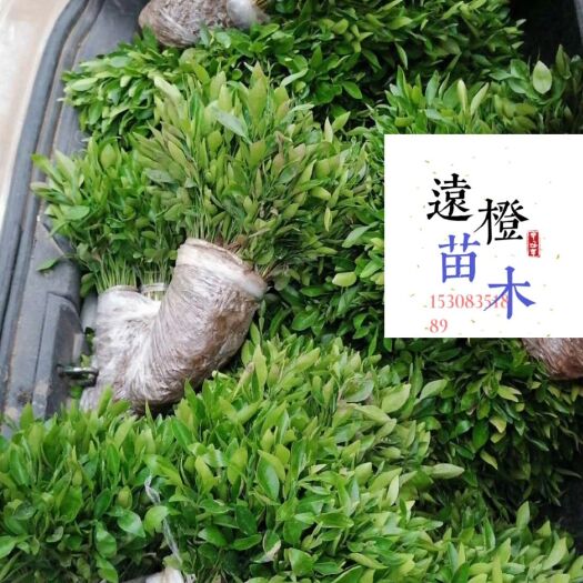 资阳香橙苗  香橙奶苗