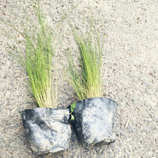 成都细叶针芒 庭院花镜 绿化工程用苗量大可议价