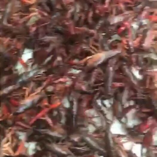 成都小龙虾供应 批发