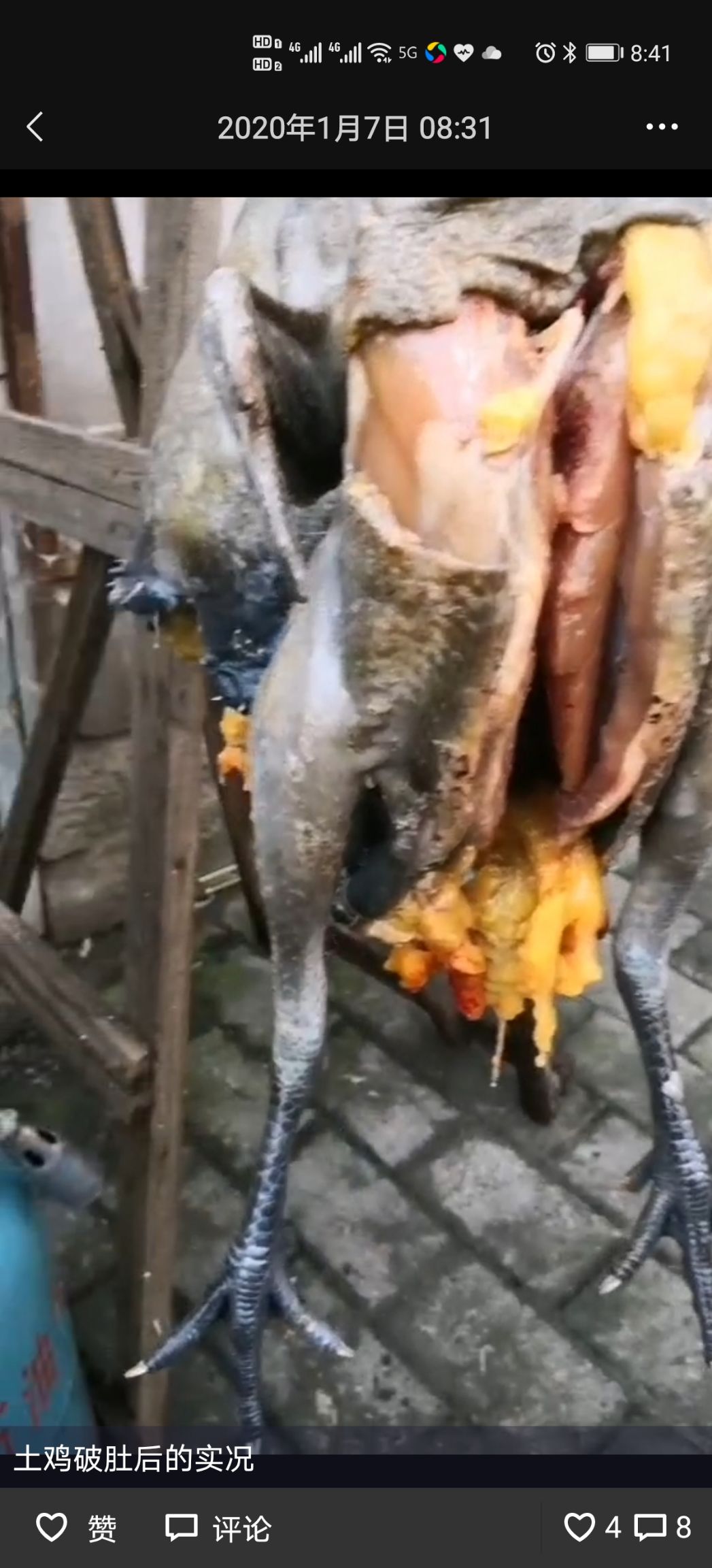  乌皮红冠土鸡，全放养，养殖时间240天以上，肉质刚好鲜香嫩。
