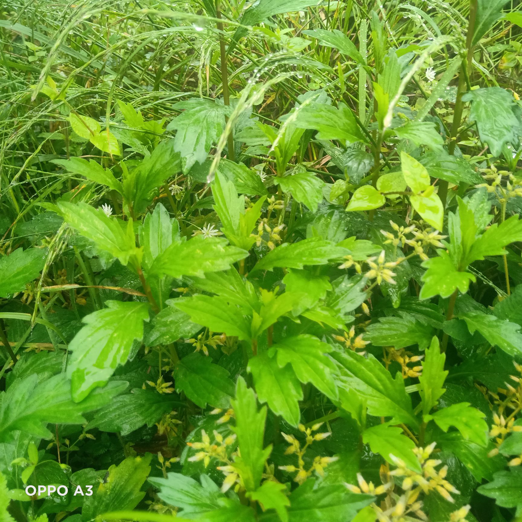 贵州野生山野菜