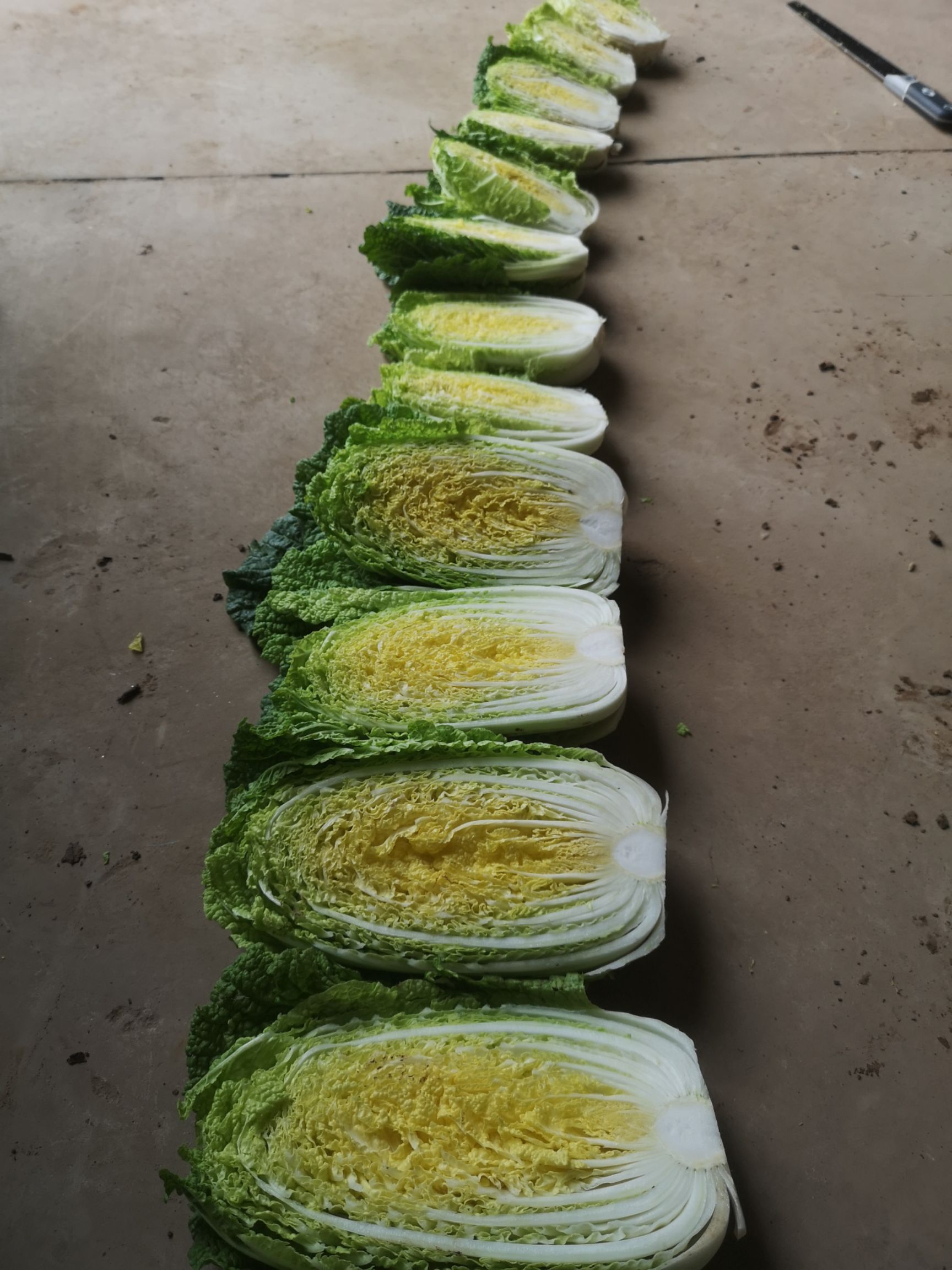 70亩黄心娃娃菜 中型玲珑白菜