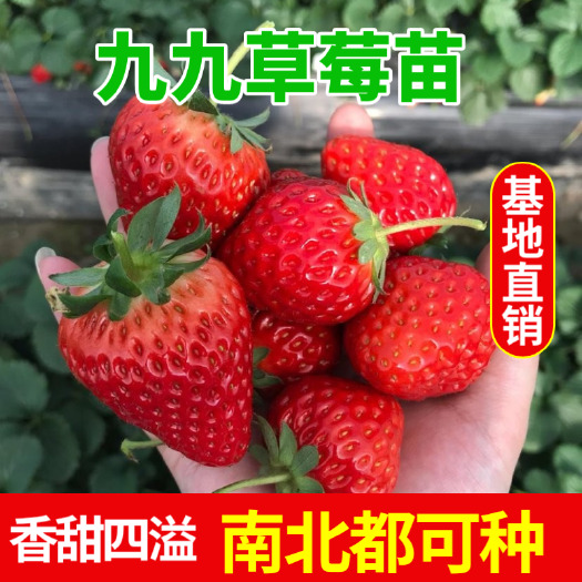 盖州市森研99号草莓苗 草莓营养价值丰富，被誉为是“水果皇后”
