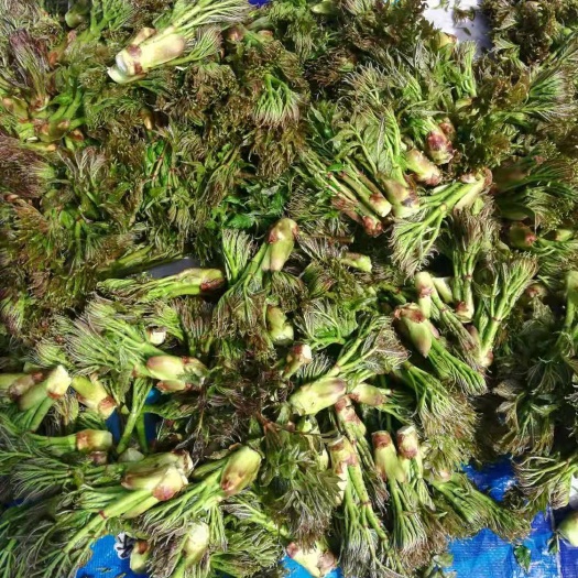 磐石市野生绿色，刺老芽。