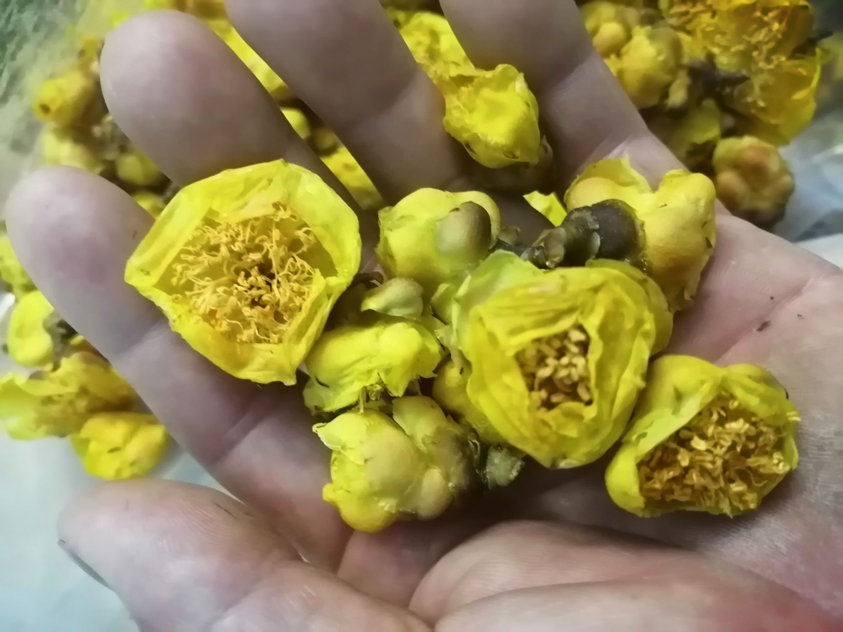 金花茶防普烘干花，广西防城港原产