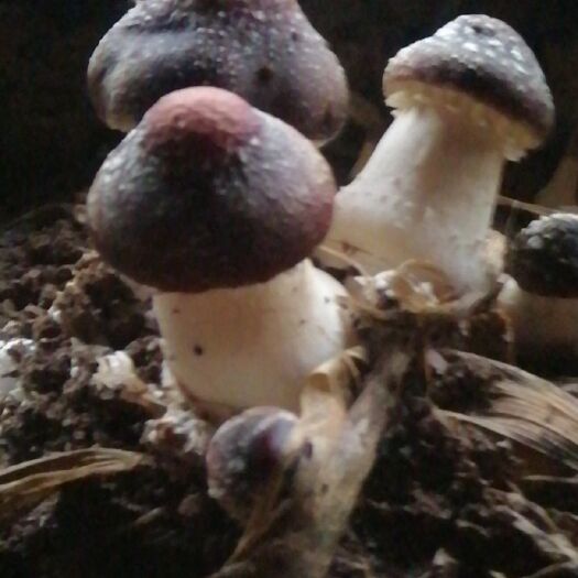 亳州赤松茸试着种点，数量不多，