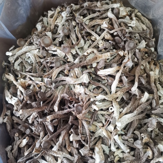 古田縣 鹿茸菇批發(fā)