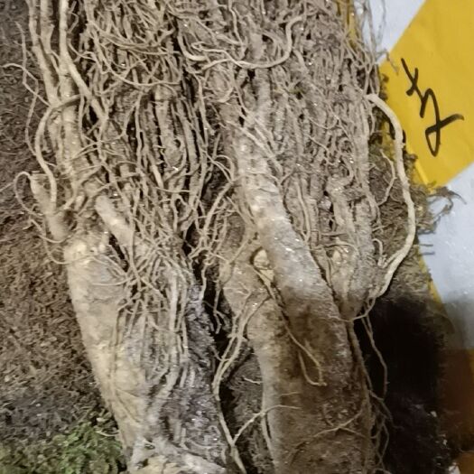  林下参