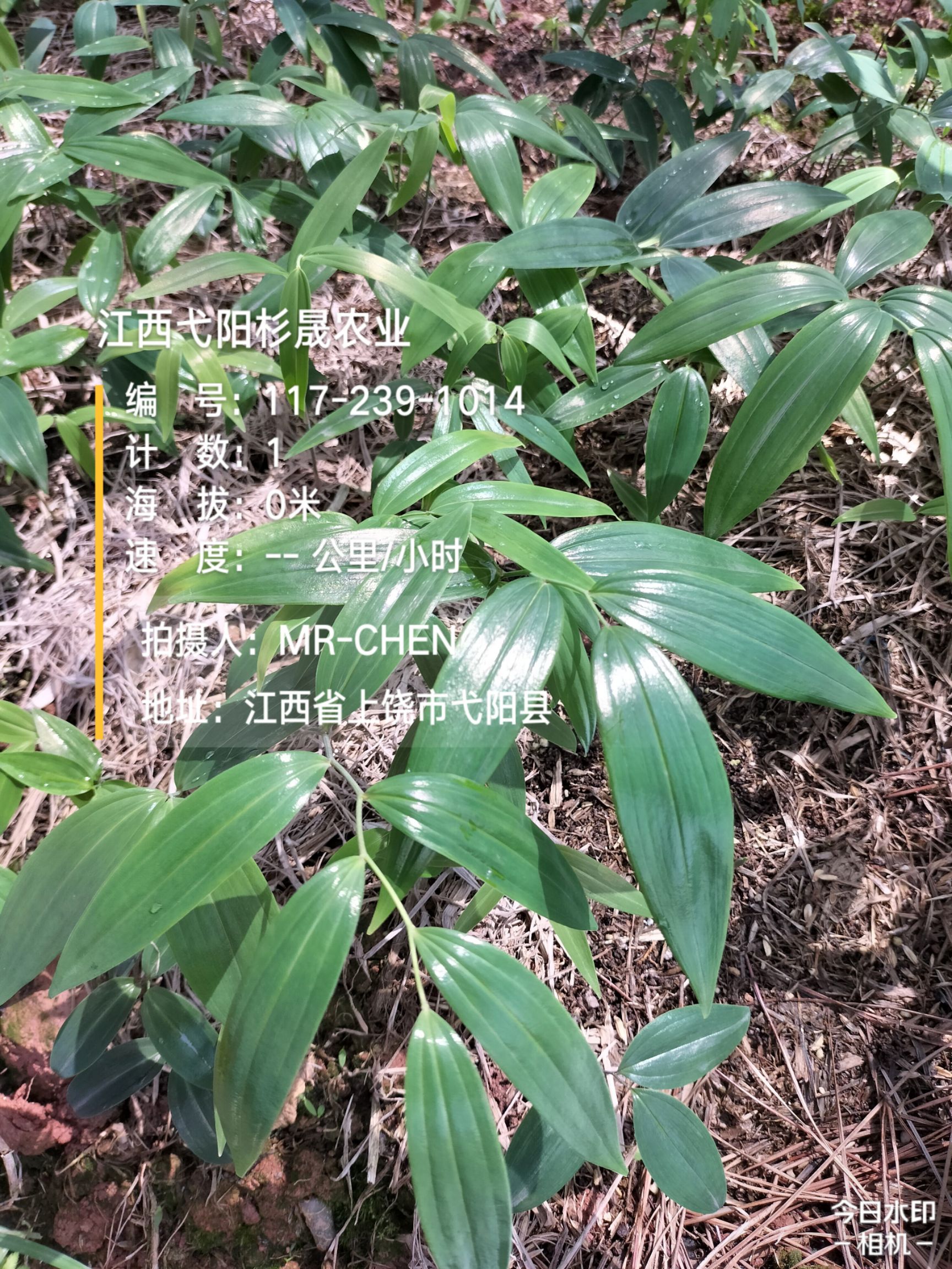 黄精种苗 黄精苗  姜型多花甜黄精