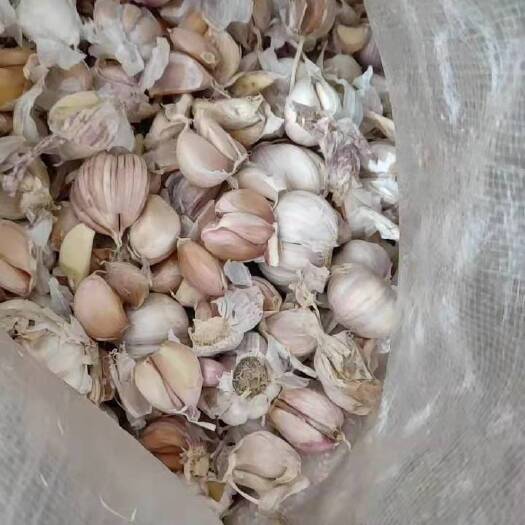 成都蒜瓣   蒜米料