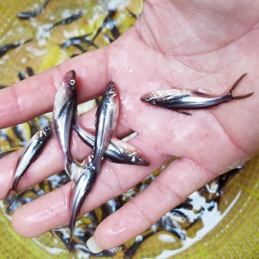 巴沙鱼苗 沙鱼苗 越南巴沙鱼苗 龙利鱼苗