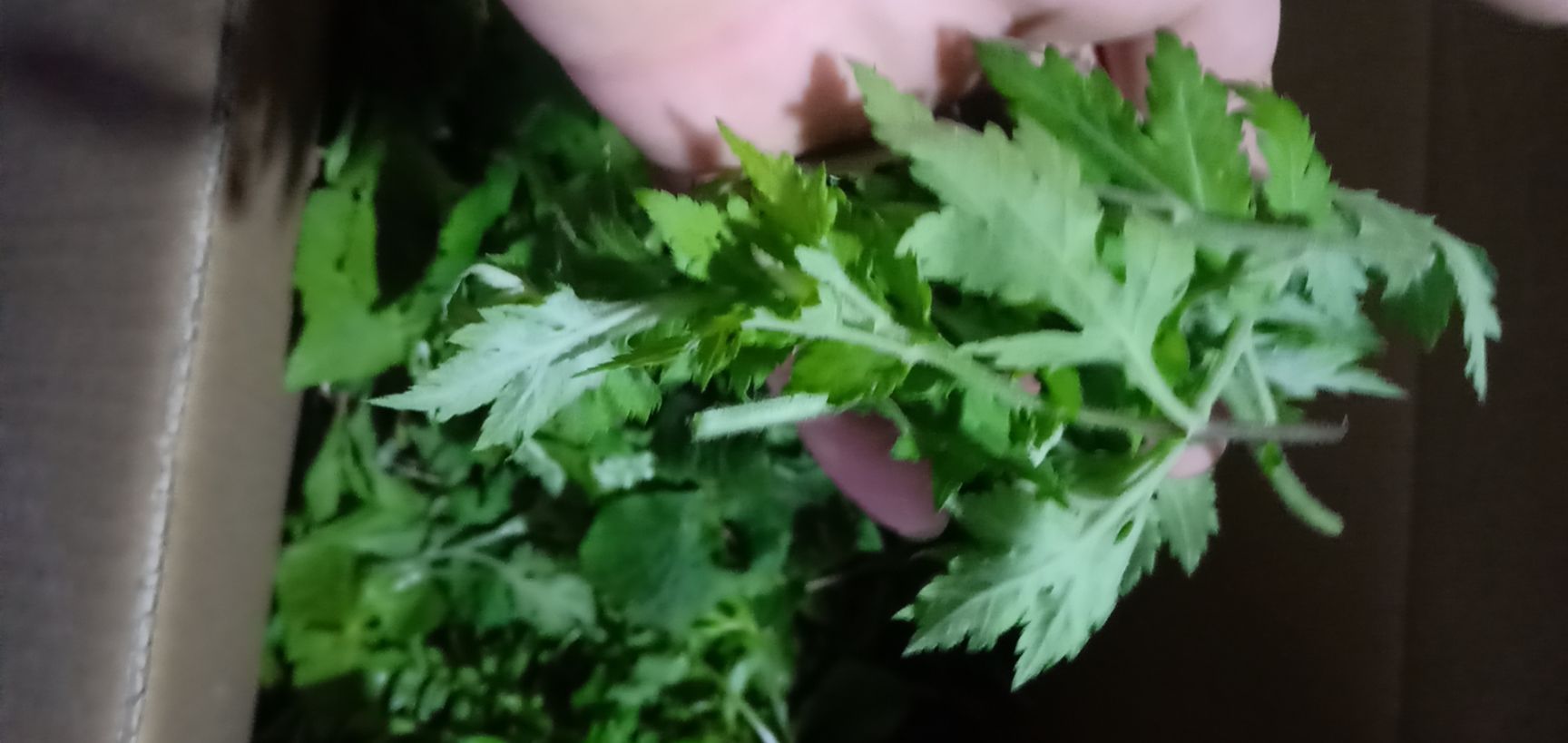 贵州野生山野菜