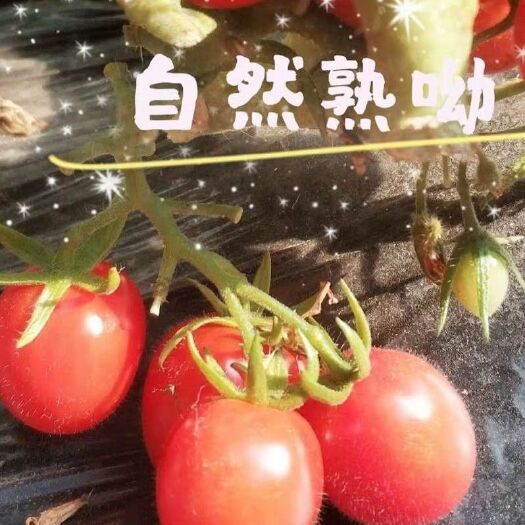 南乐县釜山88圣女果  釜山88玲珑小番茄 孕妇水果 酸甜口味