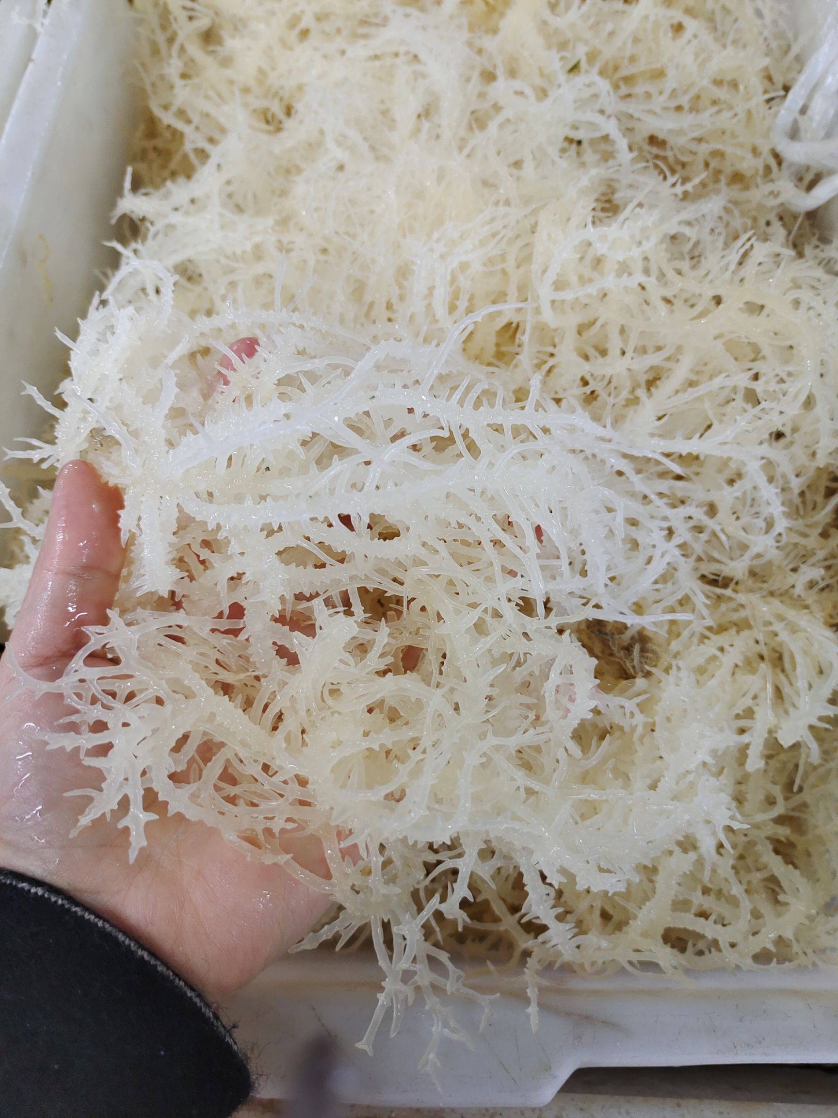 干石花菜  鹿角草，无盐，干菜出菜率高一斤可以出7-8斤，能放两天没问题