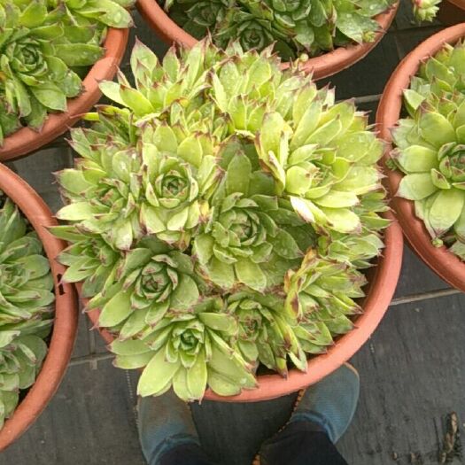 昆明多肉植物观音莲