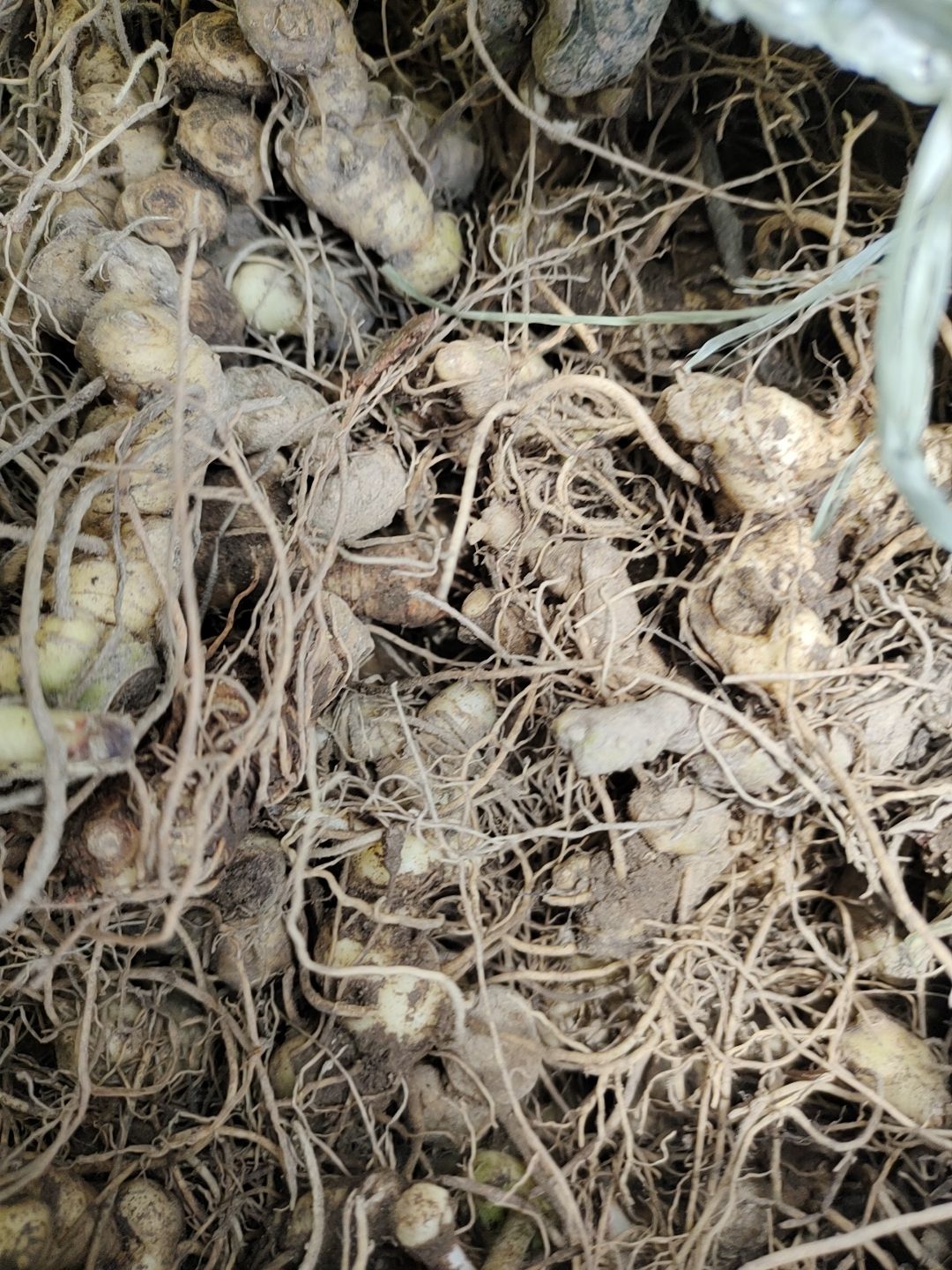 黄精苗  黄精茎块鸡头