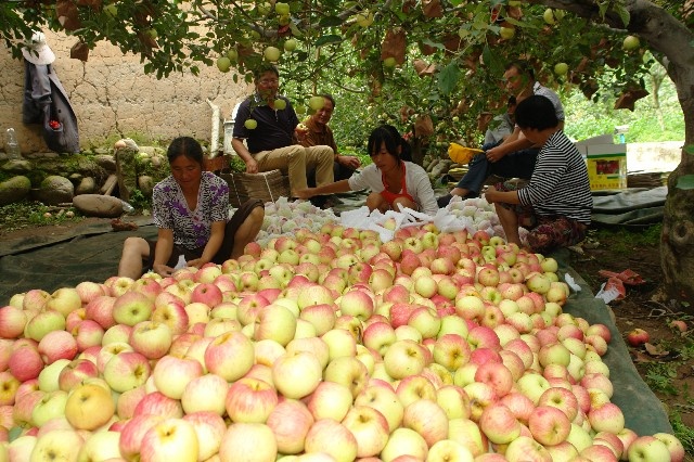 越西县嘎啦苹果 越西县苹果🍎🍎🍎高海拔苹果脆香甜带点酸。