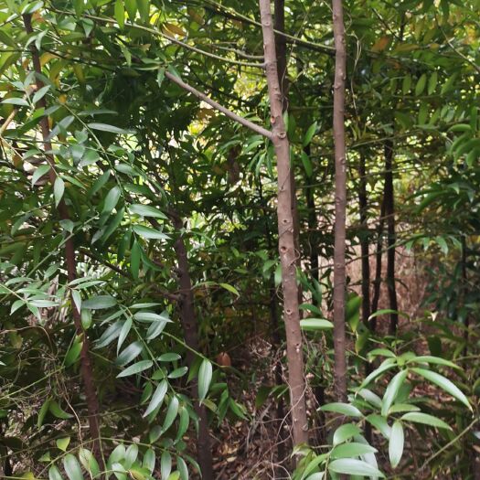 瑞金市竹柏，基地直供，
