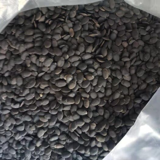 寿光市丝瓜种子  ，批发零售新一代中绿杂交，苗厂直发