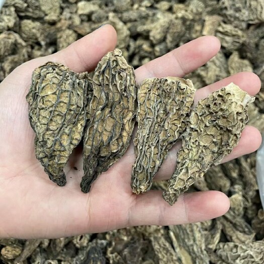 广州 野生羊肚菌大号羊肚菌干货优惠款