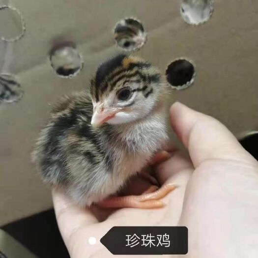 衡阳珍珠鸡苗  珍珠鸡脱温苗，，湖南厂家直销，量大从优