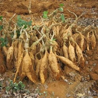 长沙葛根 个大粉多纯野生