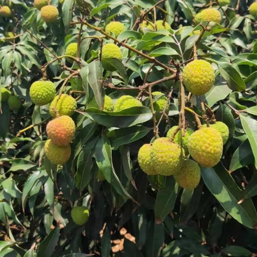 雷州市白糖罂荔枝