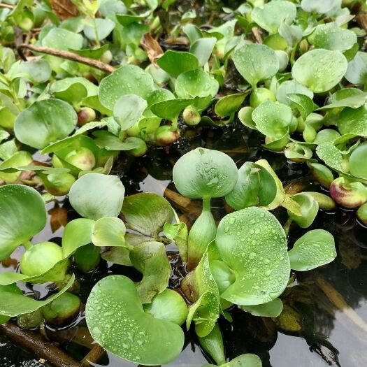 宁波水葫芦 水生植物有货，需要的联系