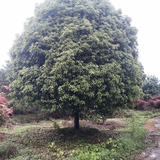全州县 桂花树，长期大量供应丹桂，金桂，四季桂，八月桂。需要敬请联系