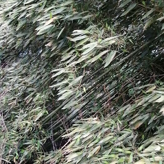 武汉三裂喜林芋 3—8公分的竹林，价格优惠