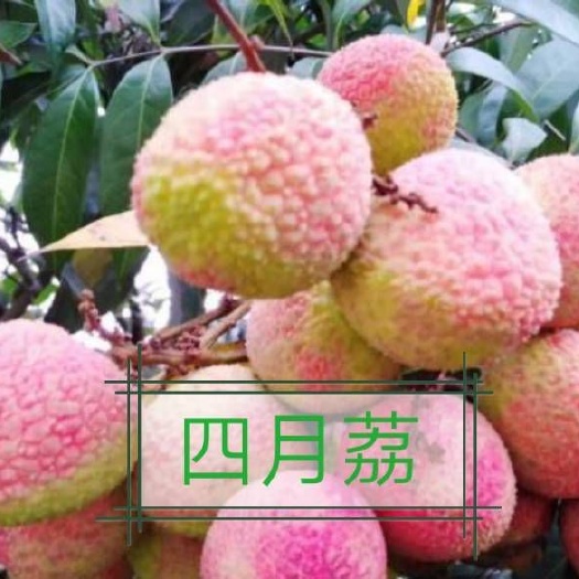 灵山县三月红荔枝  灵山四月荔枝