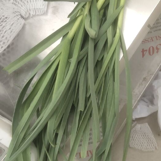 定兴县 红根蒜苗