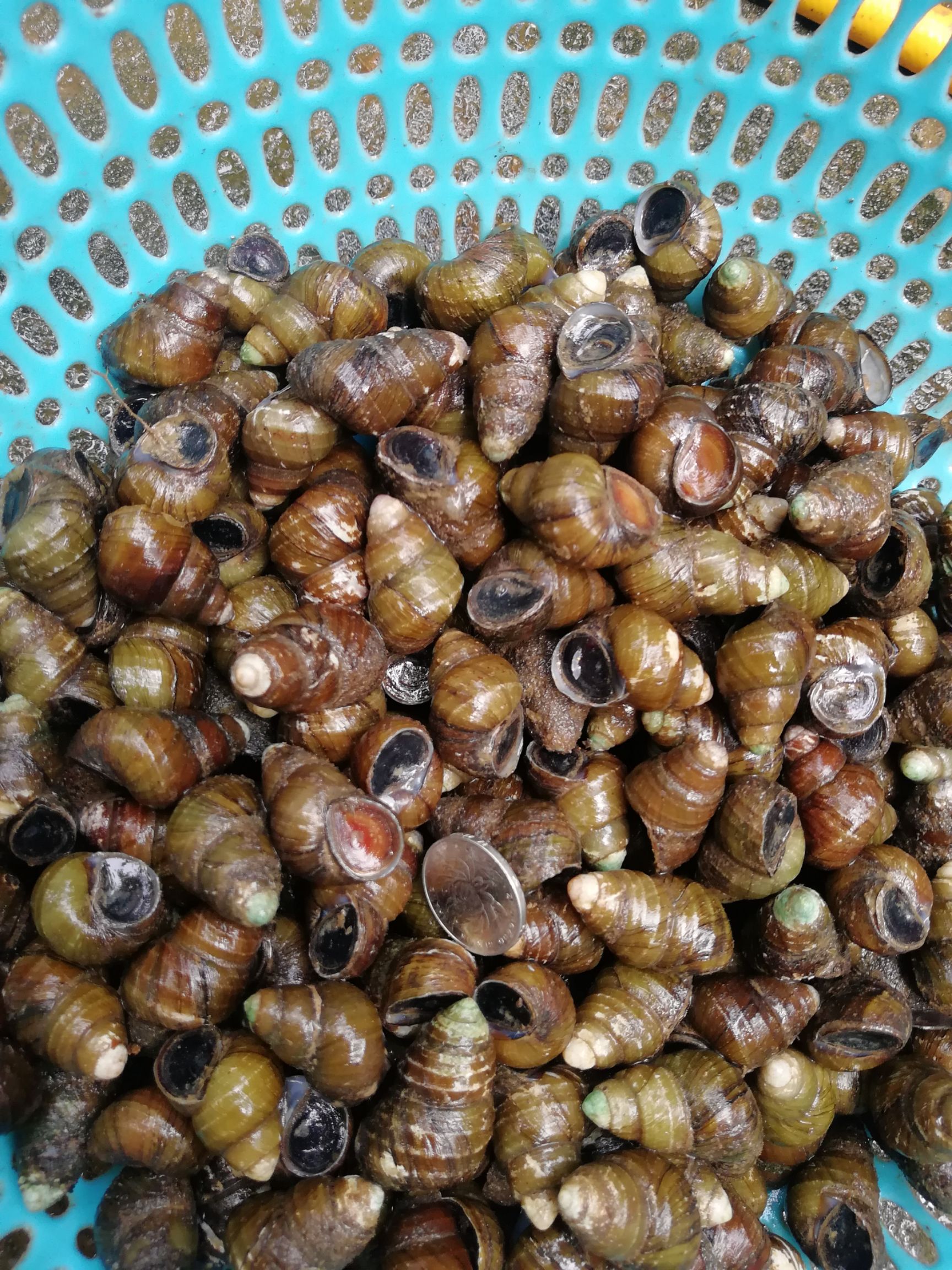 怀宁石螺流水螺蛳味道鲜美现捞现发 可以免费剪尾