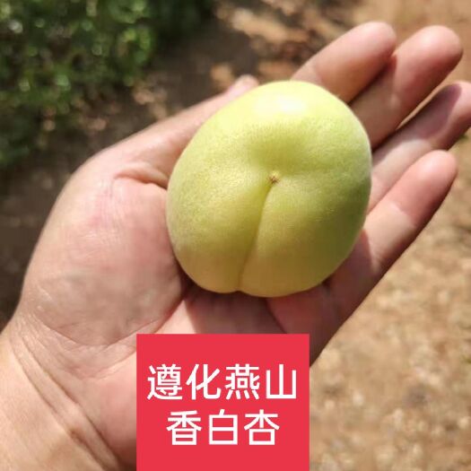 小白杏  燕山香白杏