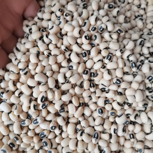 临沂江豆 豇豆白豇豆