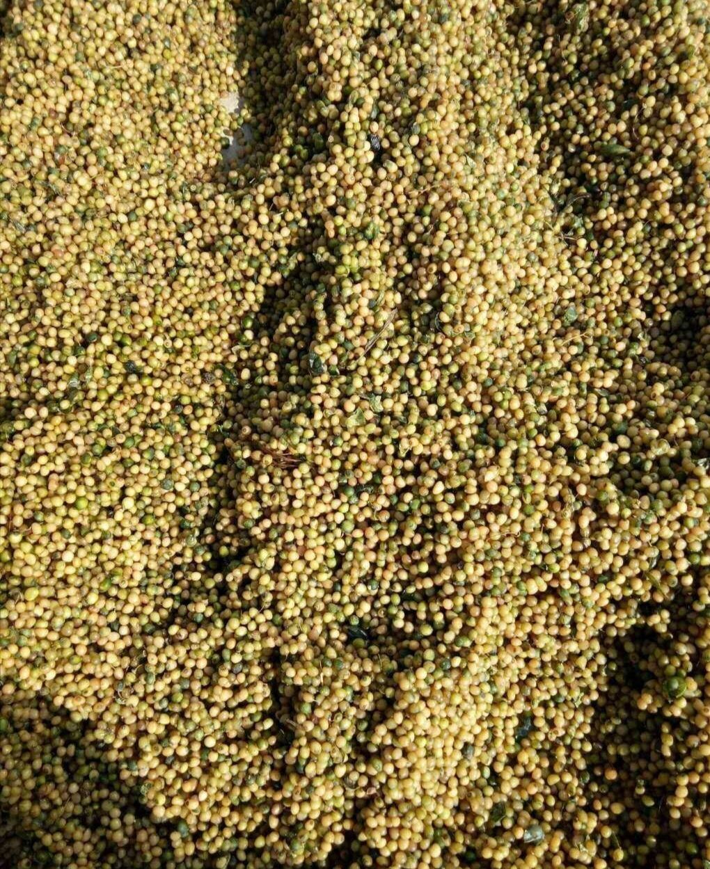 黄精种子  黄精