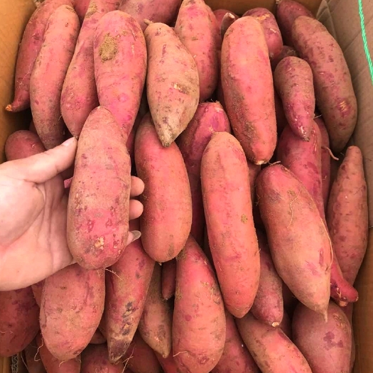 北海 西瓜红红薯，商品薯，2000亩种植基地