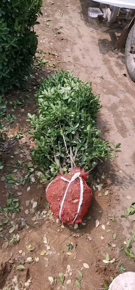 洛阳 大叶黄杨球