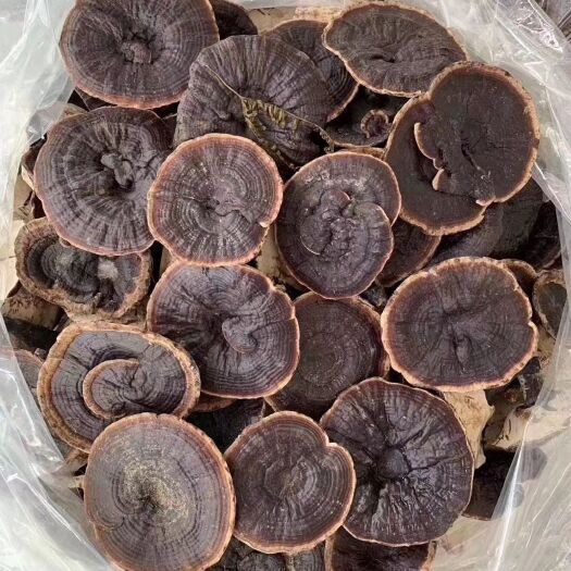 普宁市云南林下灵芝