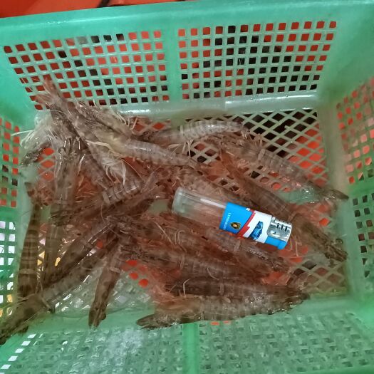 福鼎市斑节虾  提前联系下单