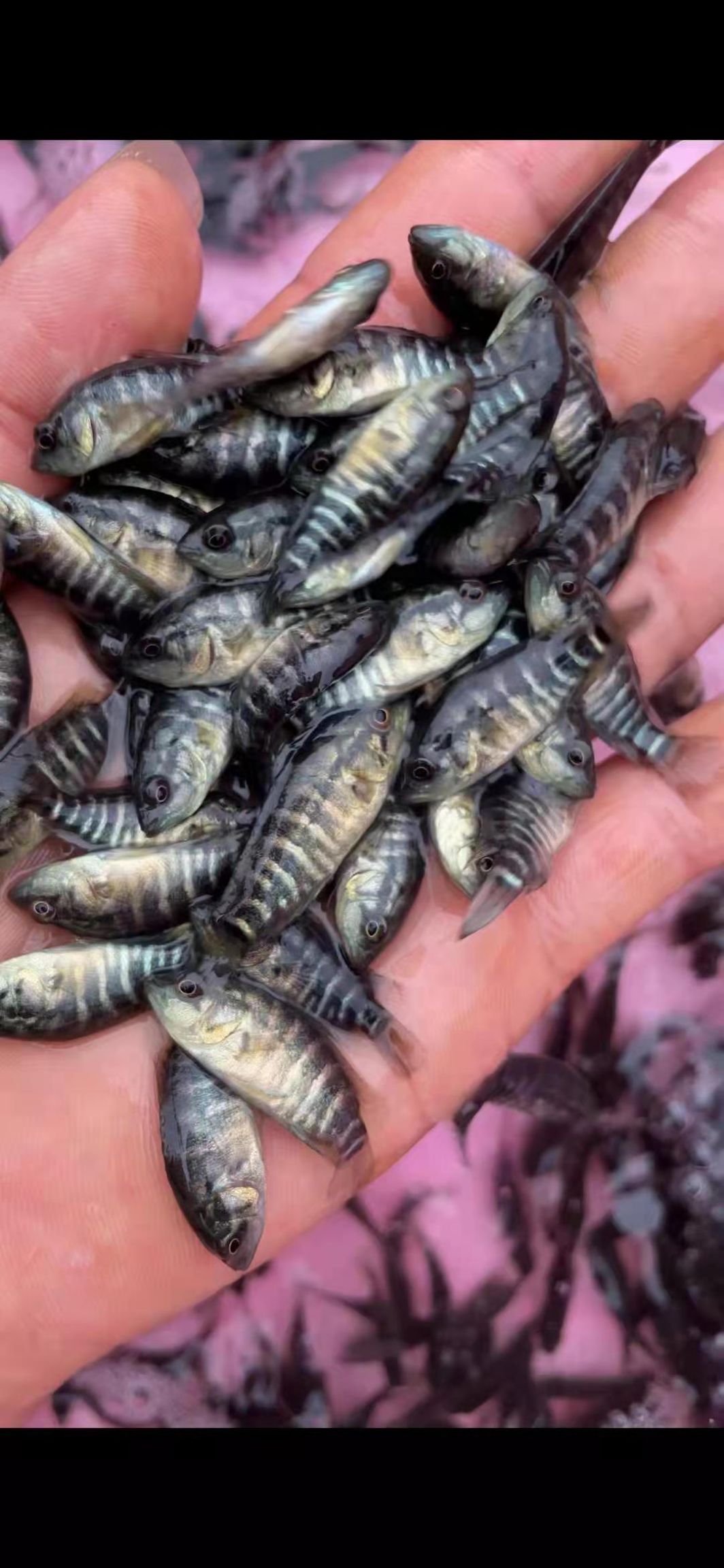 淡水石斑鱼苗，产地直供，技术指导，可视频看货。