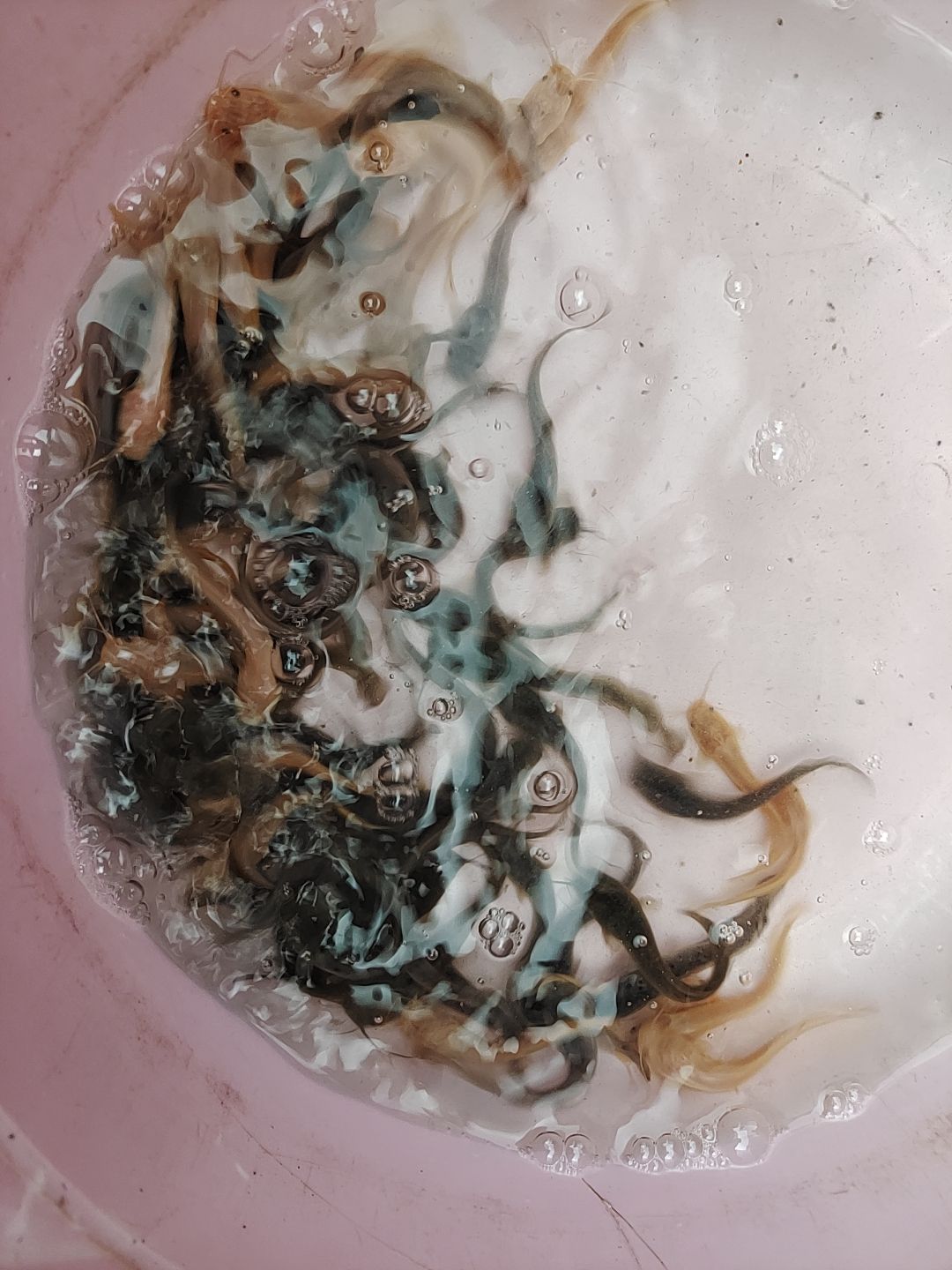 鲶鱼苗