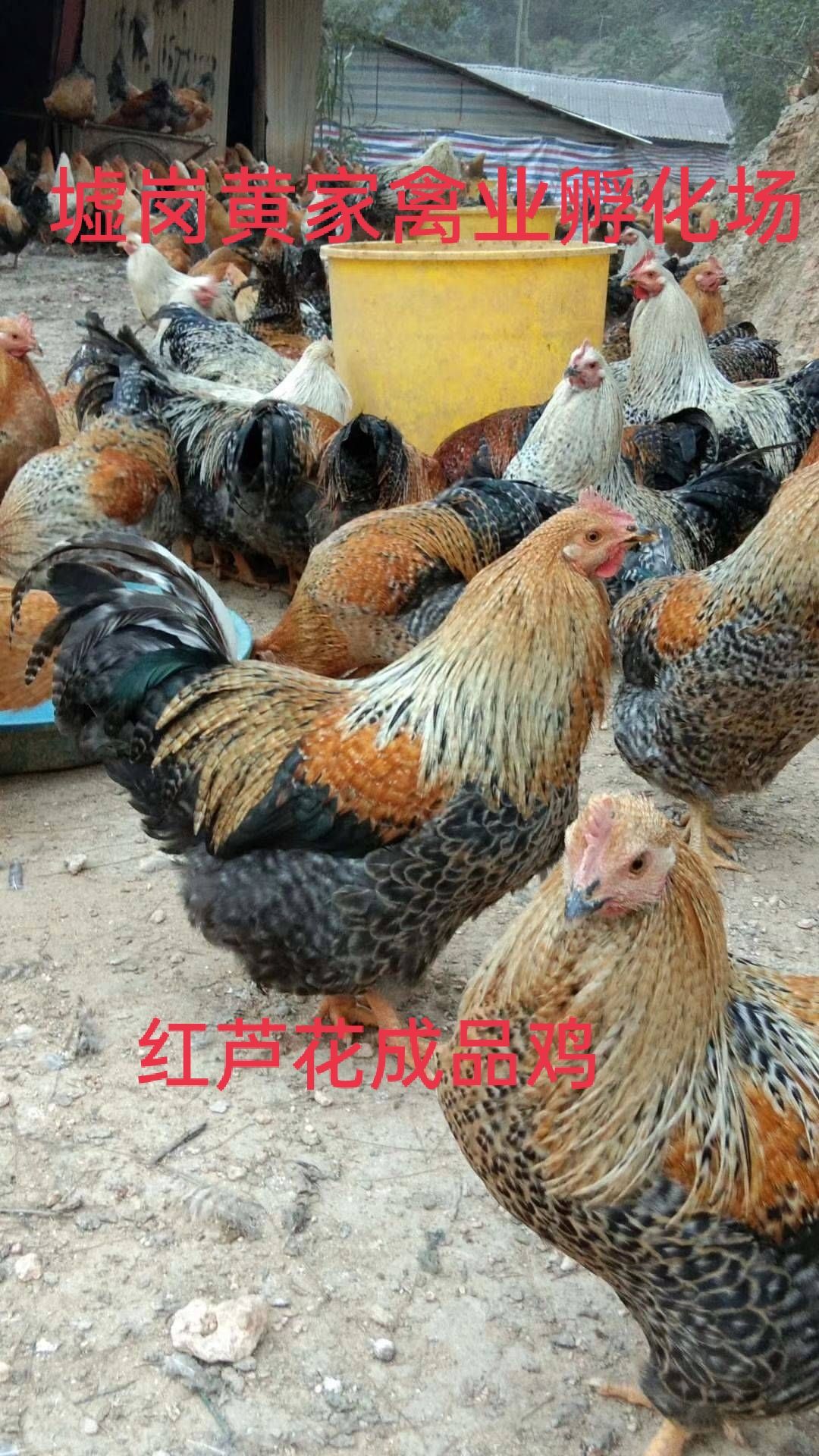  芦花鸡苗 白芦花鸡苗金芦花鸡苗黑芦花鸡苗质量保证孵化场直销