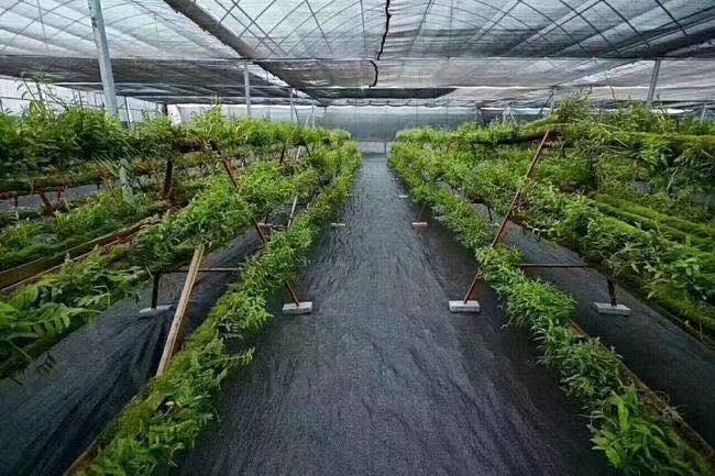 德州 防草布
