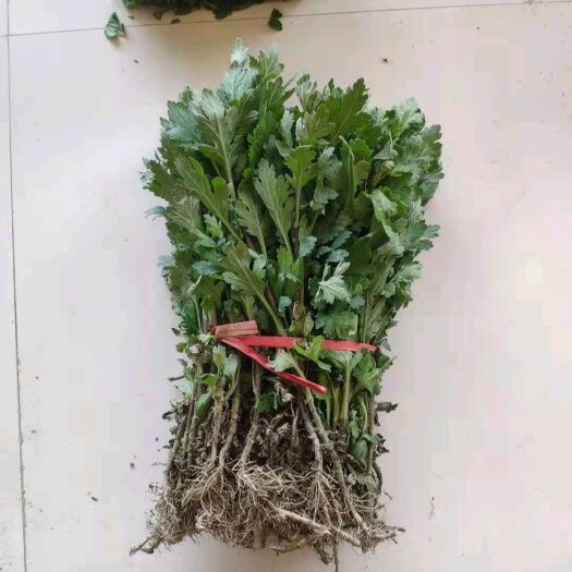 莒南县金丝皇菊苗  金丝黄菊