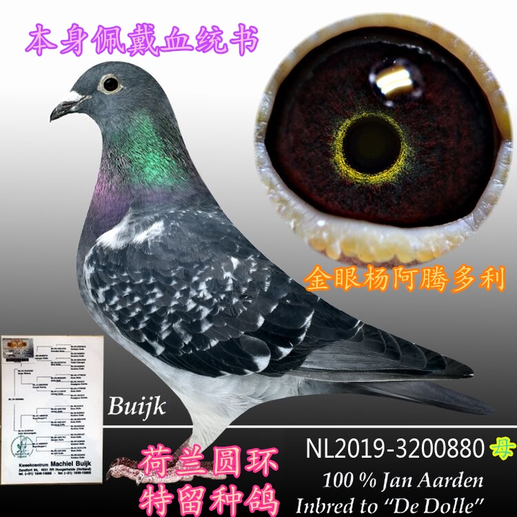 信鸽成绩鸽鸽子活体公棚特比杨阿腾外国圆环